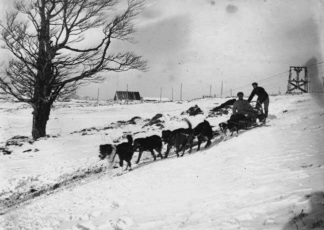 chiens alaska vosges 1917